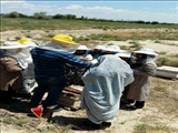 برگزاری اولین دوره آموزش پرورش دهنده زنبور عسل برای بانوان شهر وایقان شبستر